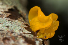 Tremella