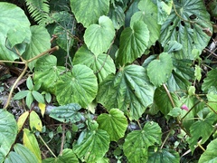Begonia chitoensis