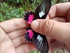 Parides neophilus