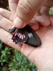 Parides neophilus