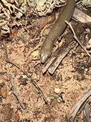 Cyclodomorphus melanops