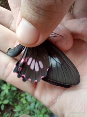 Parides neophilus
