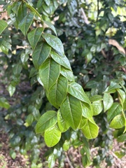 Hirtella rugosa