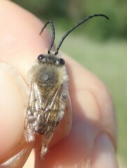 Eucera nigrescens