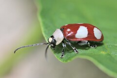Omophoita