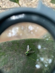 Condylostylus pruinosus