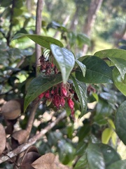 Hirtella rugosa