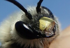 Eucera nigrescens