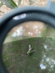 Condylostylus pruinosus