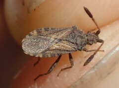 Strobilotoma typhaecornis