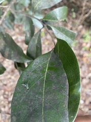 Condylostylus pruinosus