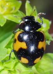 Ceratomegilla alpina