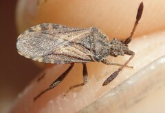 Strobilotoma typhaecornis