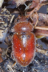 Coccidula rufa