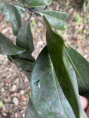 Condylostylus pruinosus