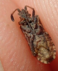 Strobilotoma typhaecornis