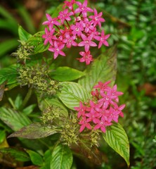 Pentas lanceolata