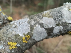Lecanora carpinea