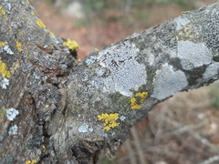 Lecanora carpinea
