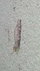 Phereoeca