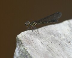 Chlorocypha aphrodite