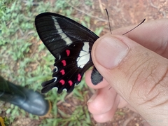 Parides proneus