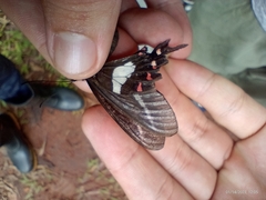 Parides proneus