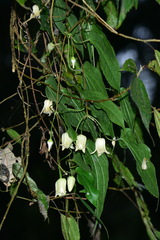 Clematis henryi