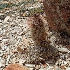 Austrocactus bertinii