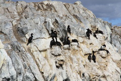 Leucocarbo magellanicus