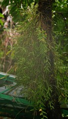 Dendrobium crumenatum