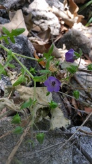 Pholistoma auritum auritum