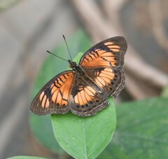 Junonia sophia