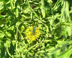 Cartallum ebulinum