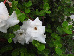 Mandevilla macrosiphon
