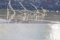 Charadrius javanicus