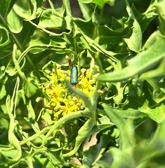 Cartallum ebulinum