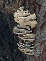Trametes versicolor