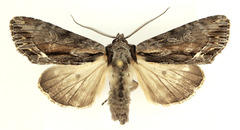 Hyppa contrasta