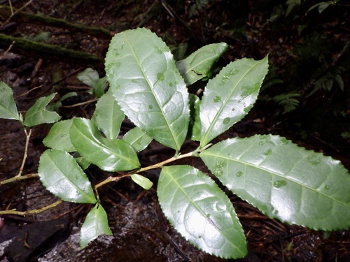 Camellia sinensis