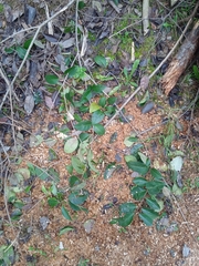 Ligustrum lucidum