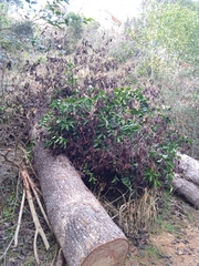 Ligustrum lucidum