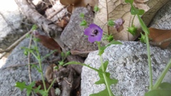 Pholistoma auritum auritum