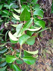 Ligustrum lucidum