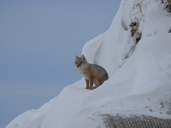 Vulpes corsac