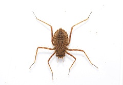 Macromia amphigena amphigena