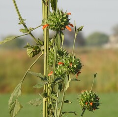 Leonotis nepetifolia