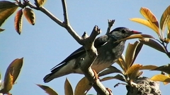 Spodiopsar cineraceus