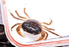Geothelphusa dehaani