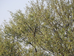 Vachellia nilotica